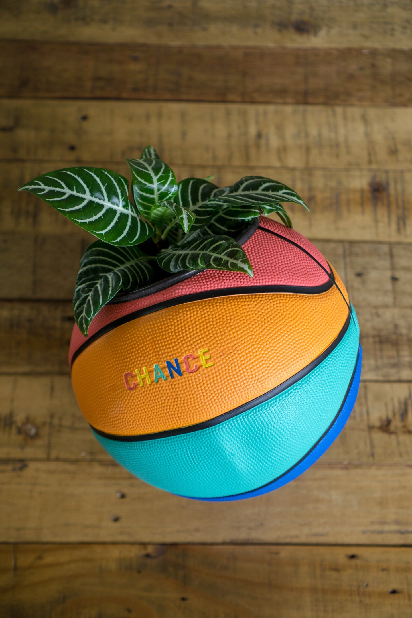 plntrs - Chance Juicy Limited Edition Basketball Planter with stand (full size)
